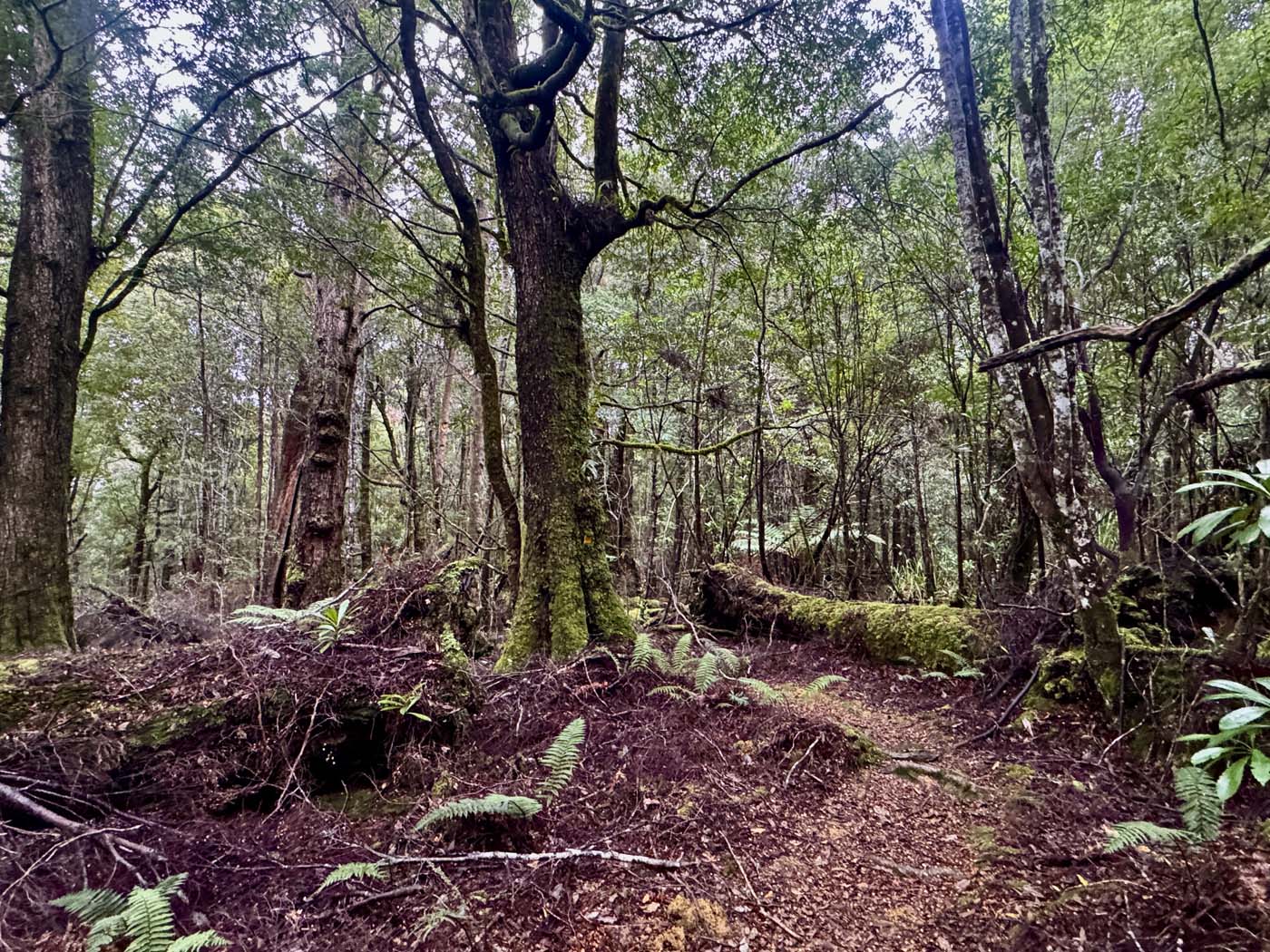 Savage river and link track (8)