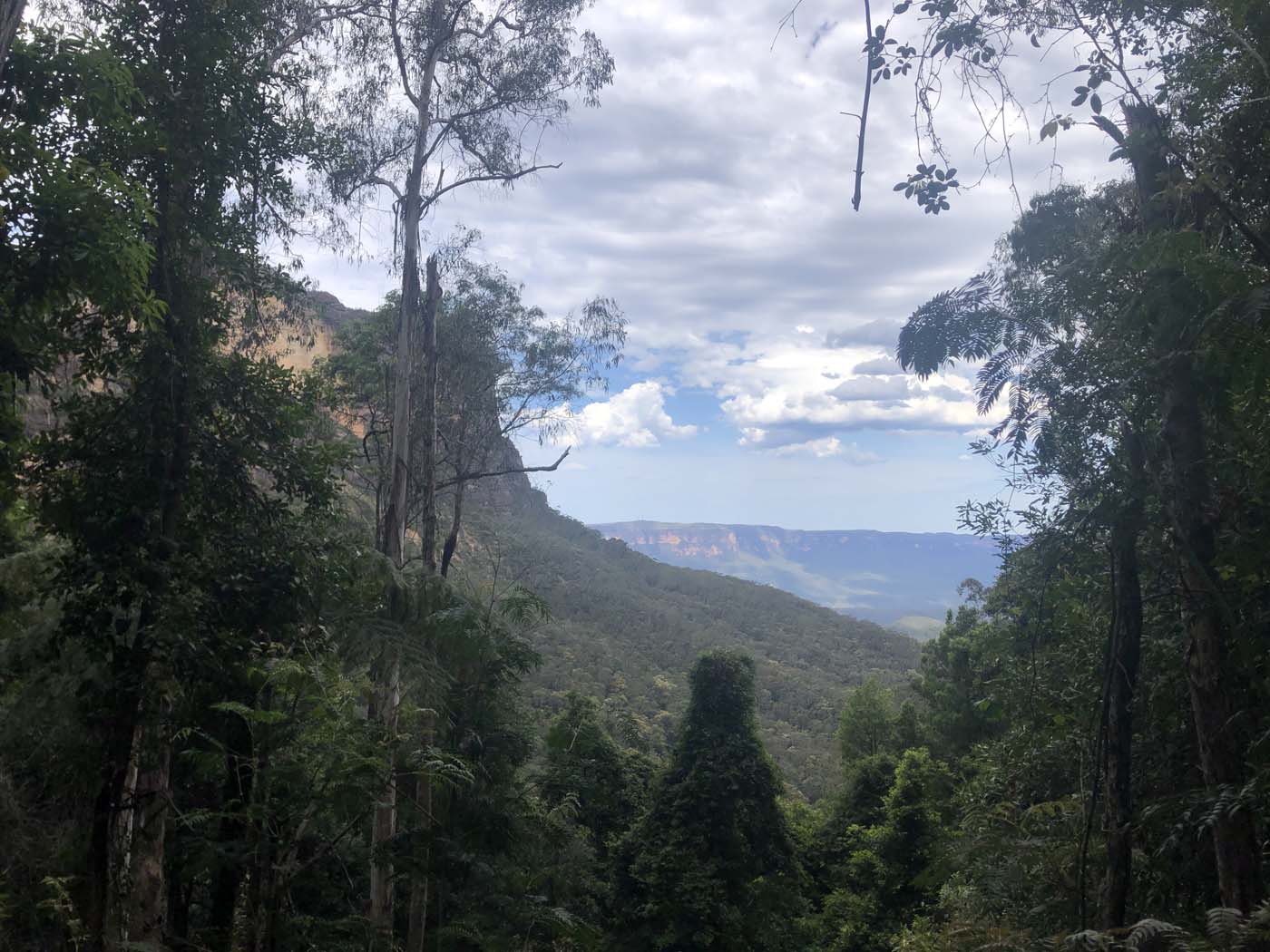 Scenic world to mt solitary (16)