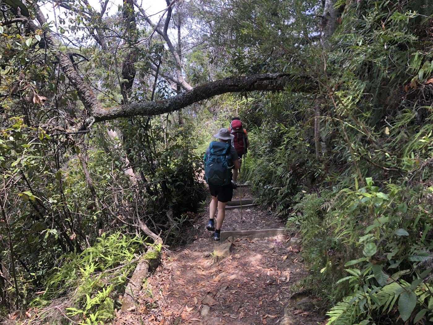 Scenic world to mt solitary (4)