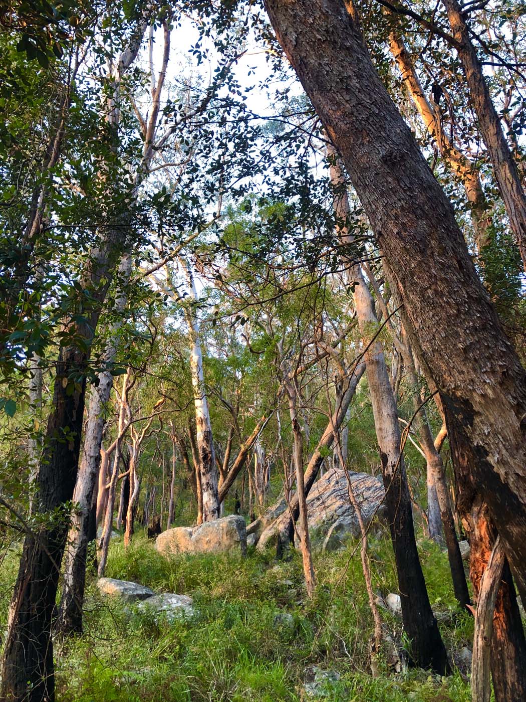 Scenic world to mt solitary (42)