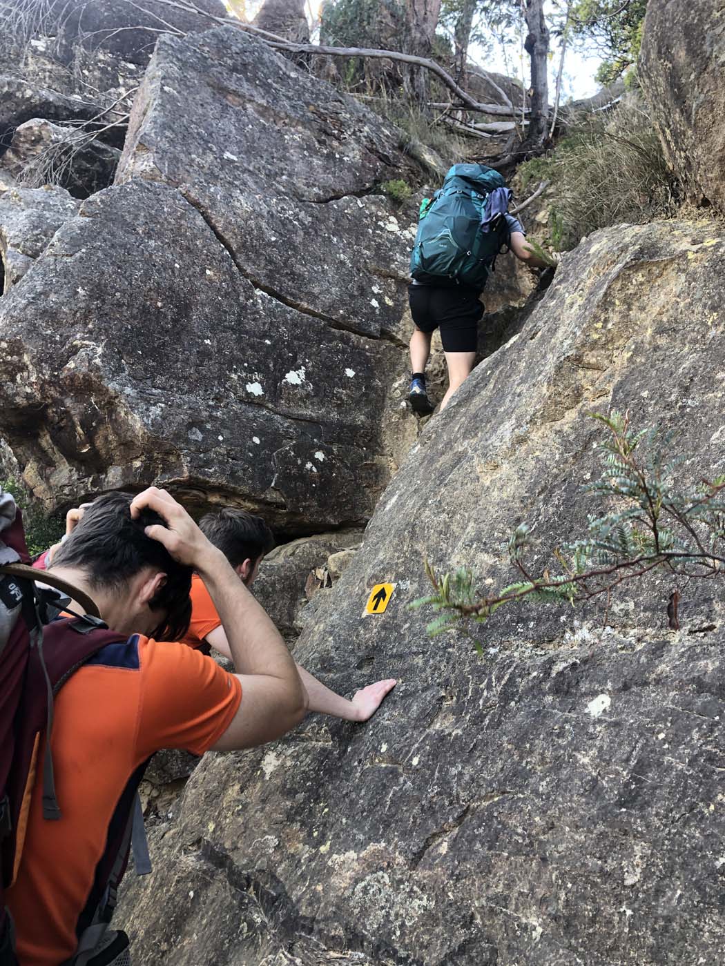 Scenic world to mt solitary (47)