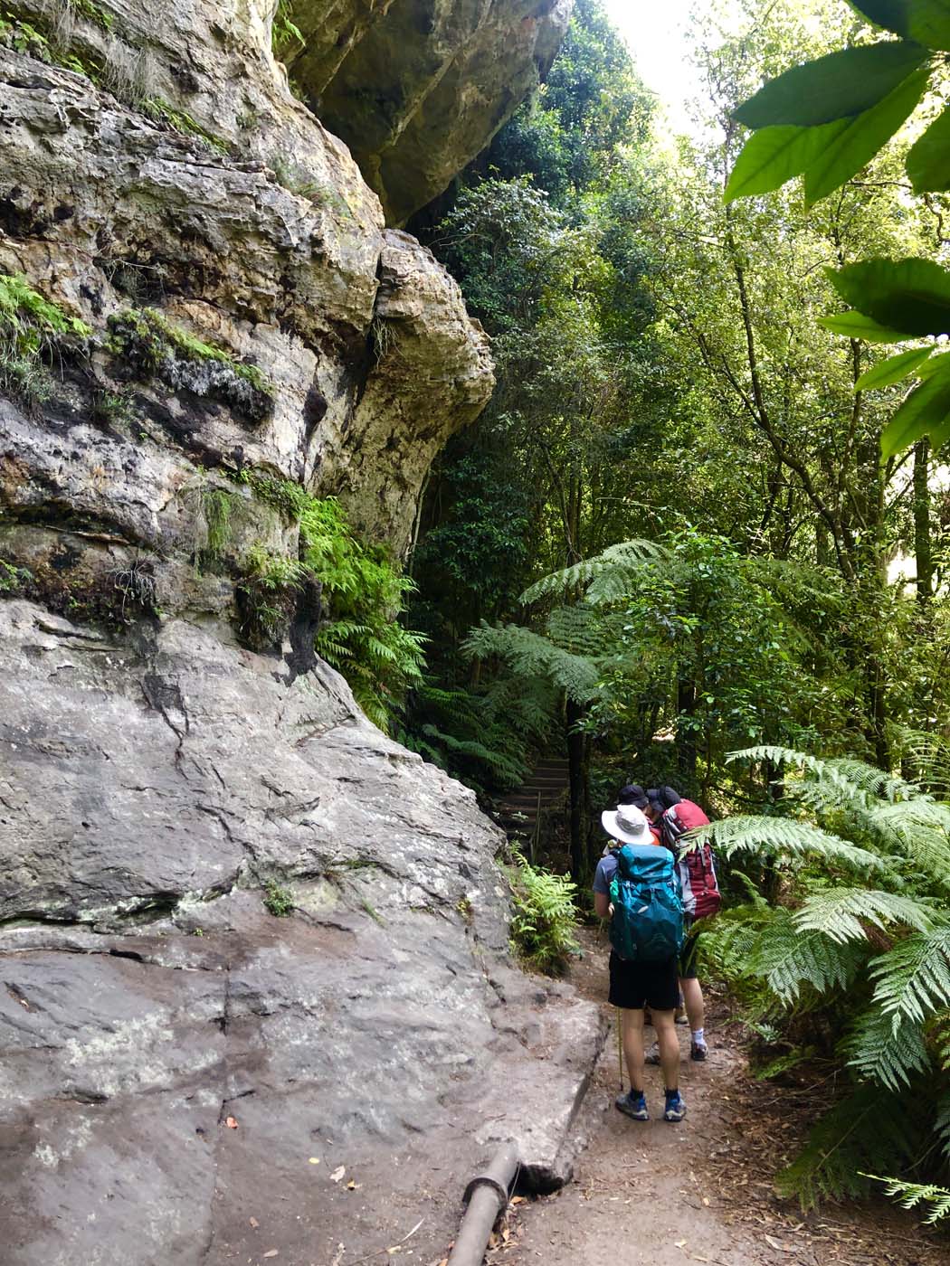 Scenic world to mt solitary (6)
