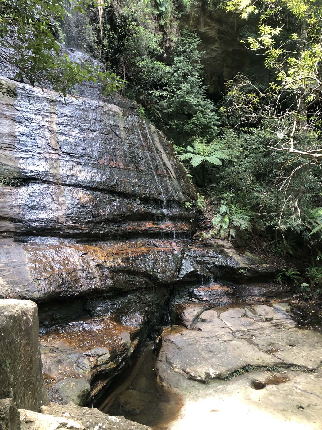 Scenic world to mt solitary (8)