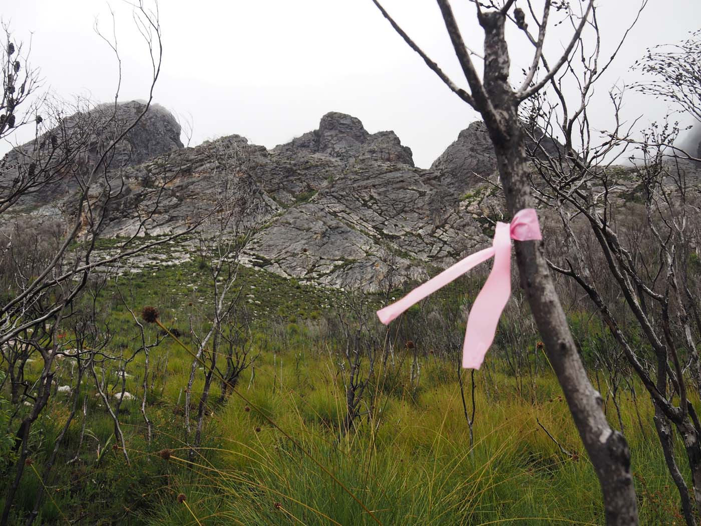 Sentinels summit track tasmania (13)