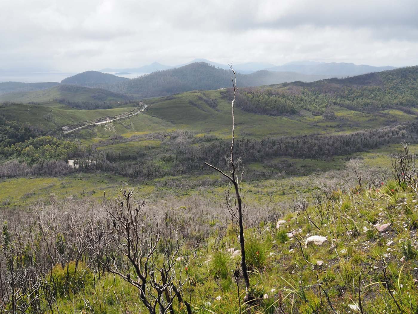 Sentinels summit track tasmania (16)