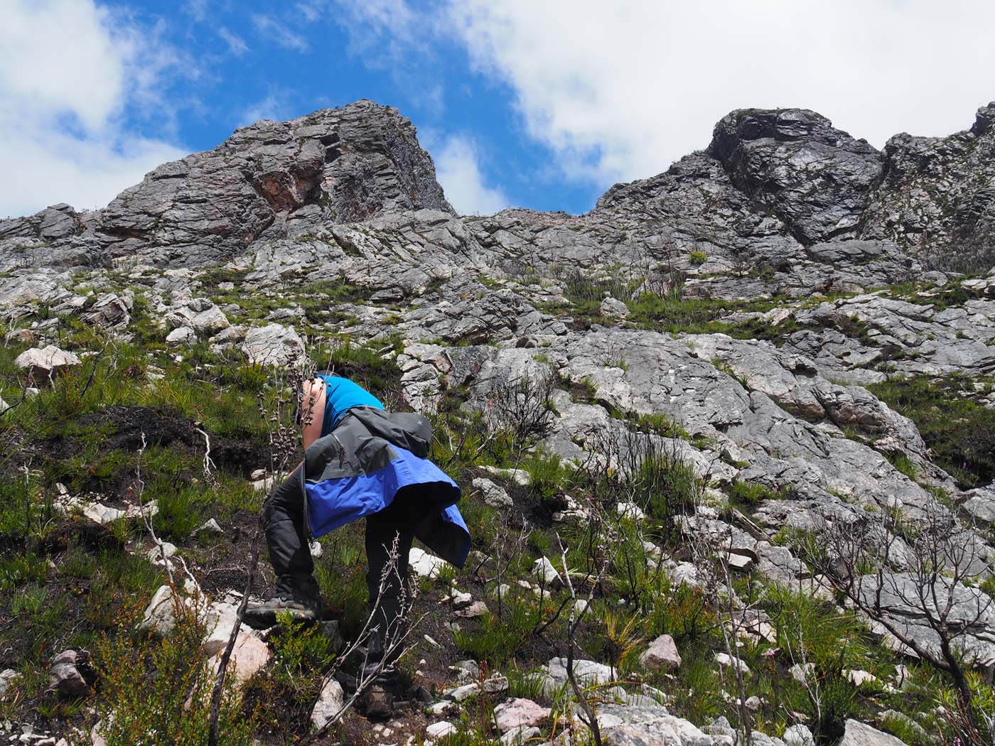 Sentinels summit track tasmania (17)
