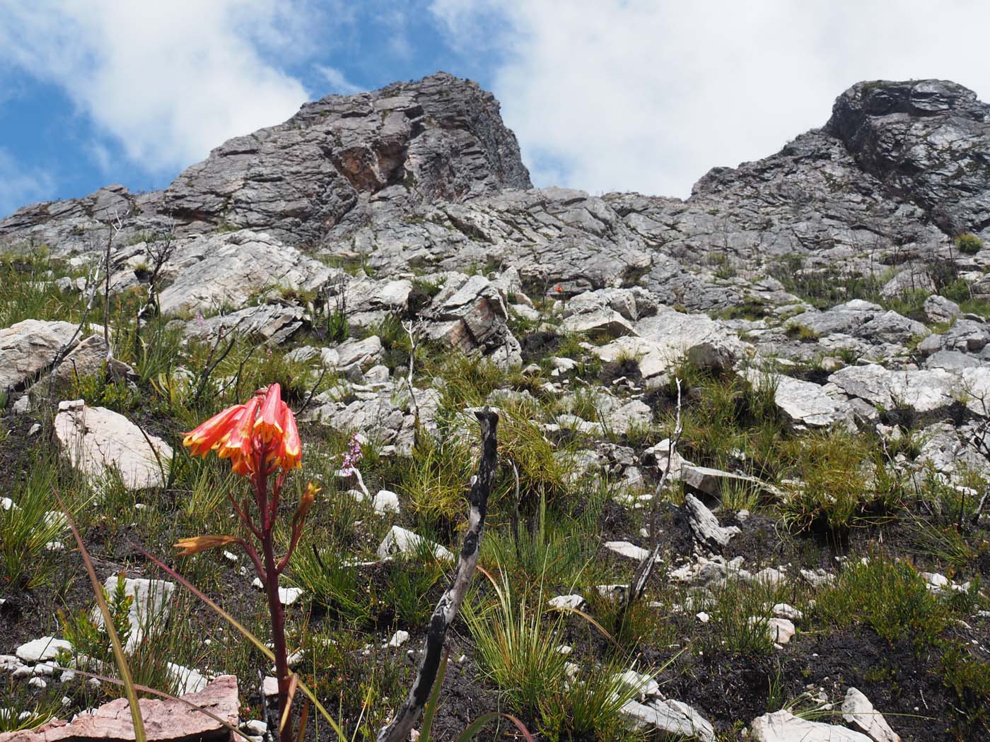 Sentinels summit track tasmania (18)