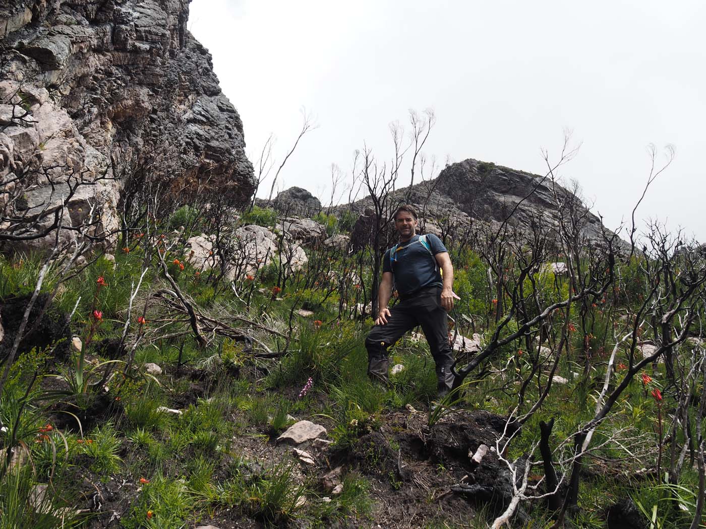 Sentinels summit track tasmania (21)