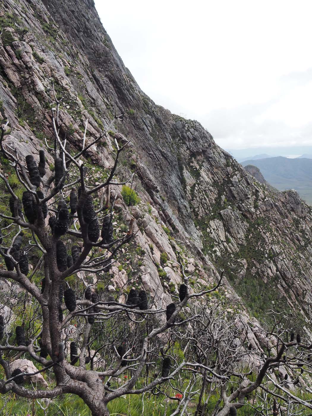 Sentinels summit track tasmania (25)