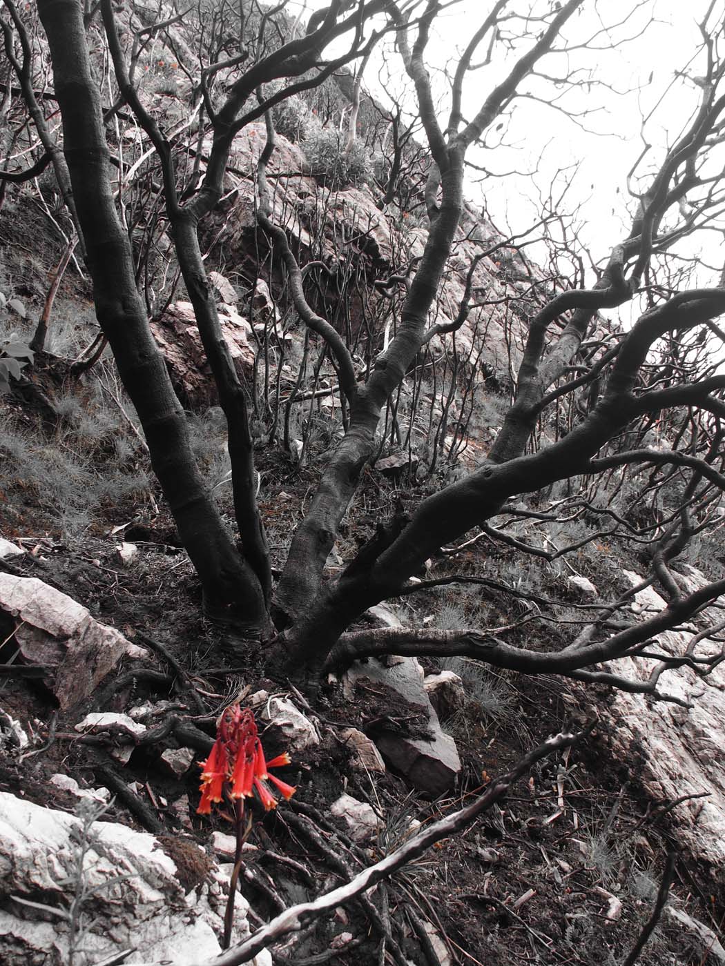 Sentinels summit track tasmania (26)