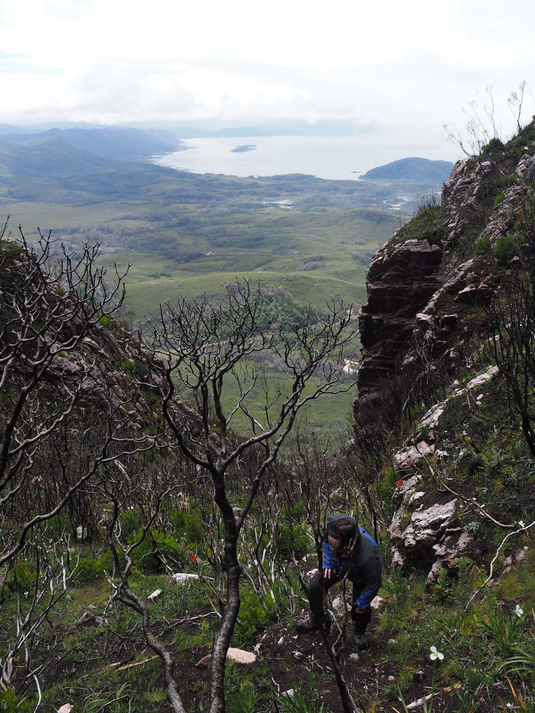 Sentinels summit track tasmania (27)