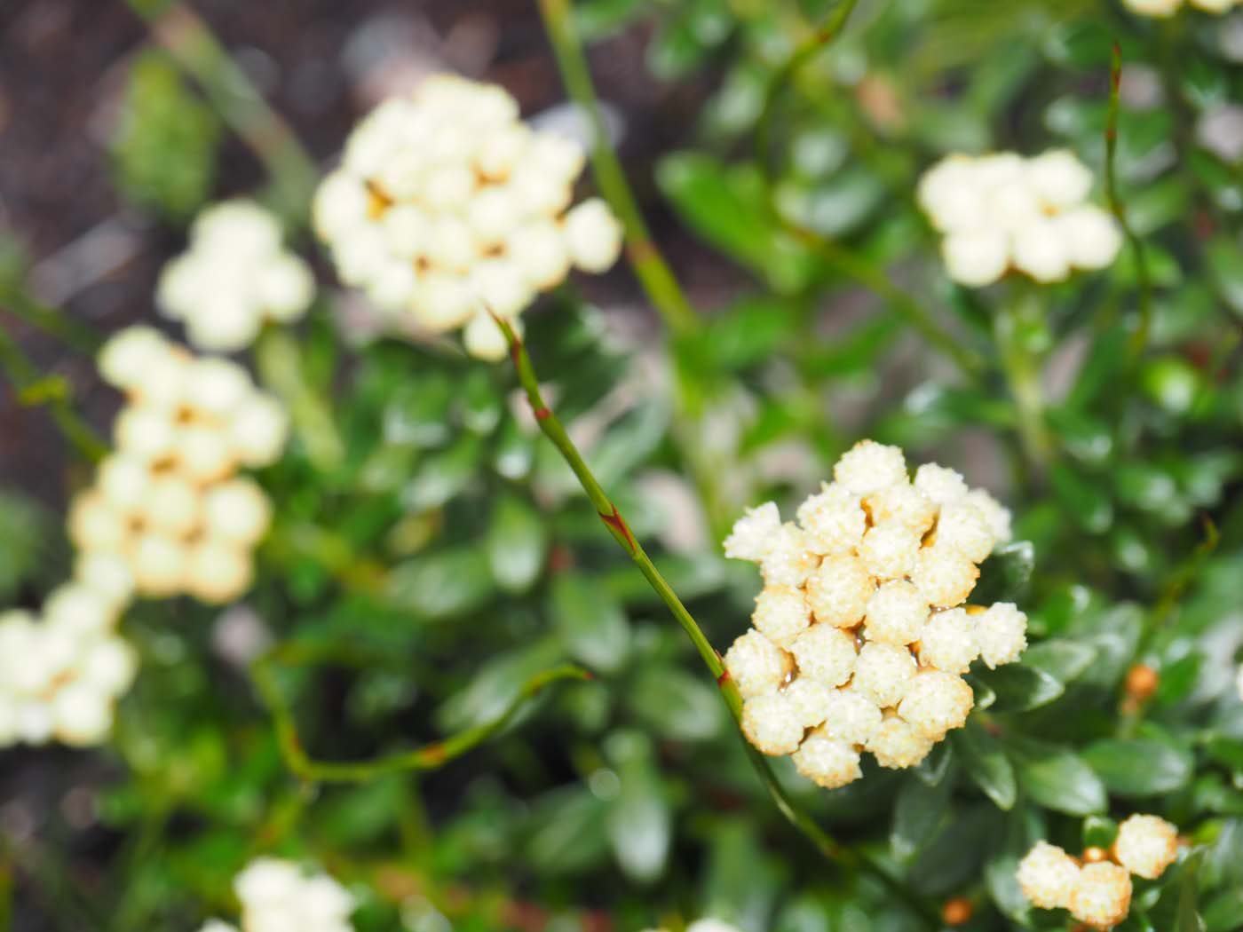 Sentinels summit track tasmania (30)