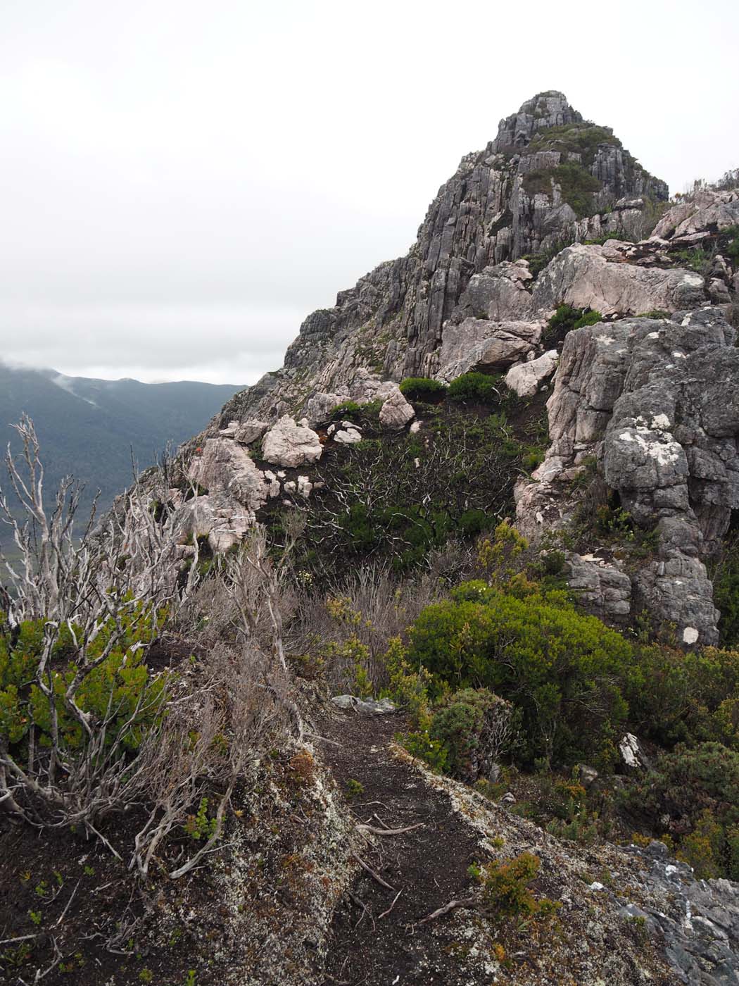 Sentinels summit track tasmania (40)