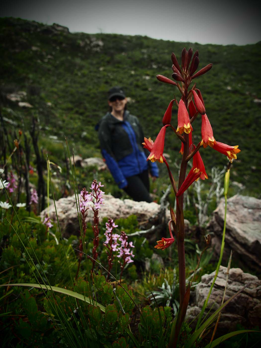Sentinels summit track tasmania (42)
