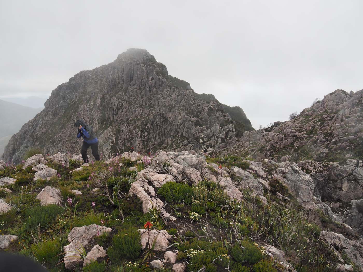 Sentinels summit track tasmania (45)