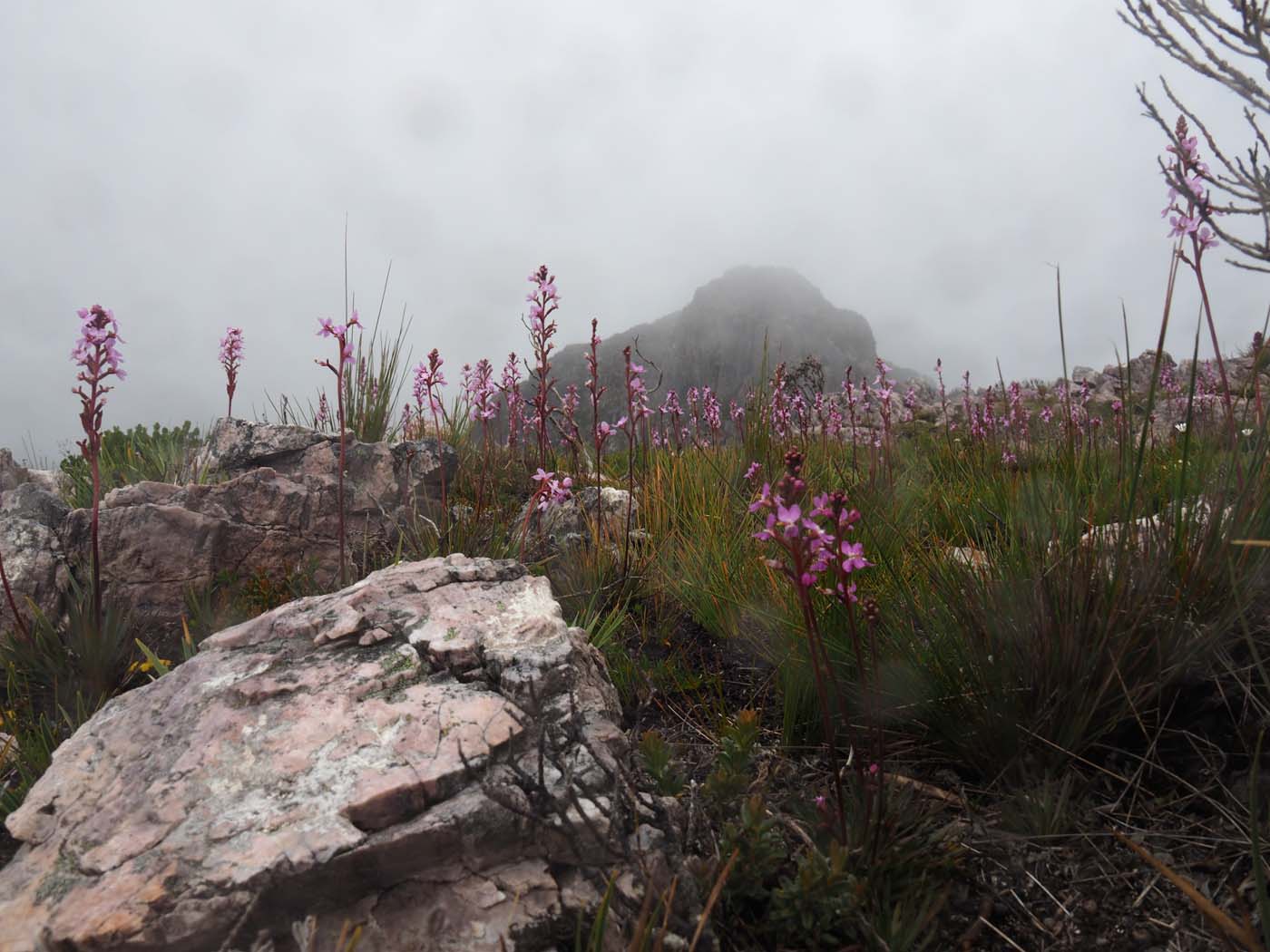 Sentinels summit track tasmania (48)