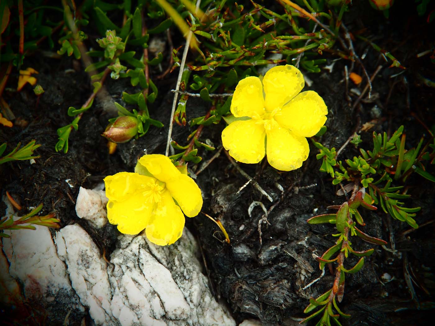 Sentinels summit track tasmania (50)