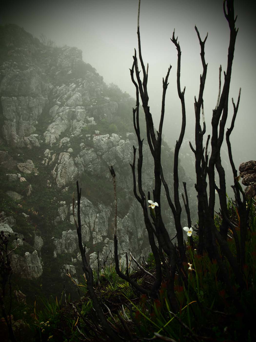 Sentinels summit track tasmania (53)