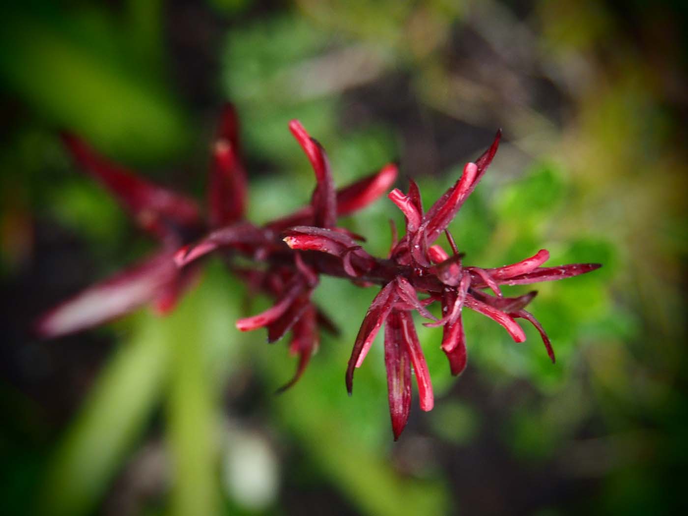 Sentinels summit track tasmania (56)