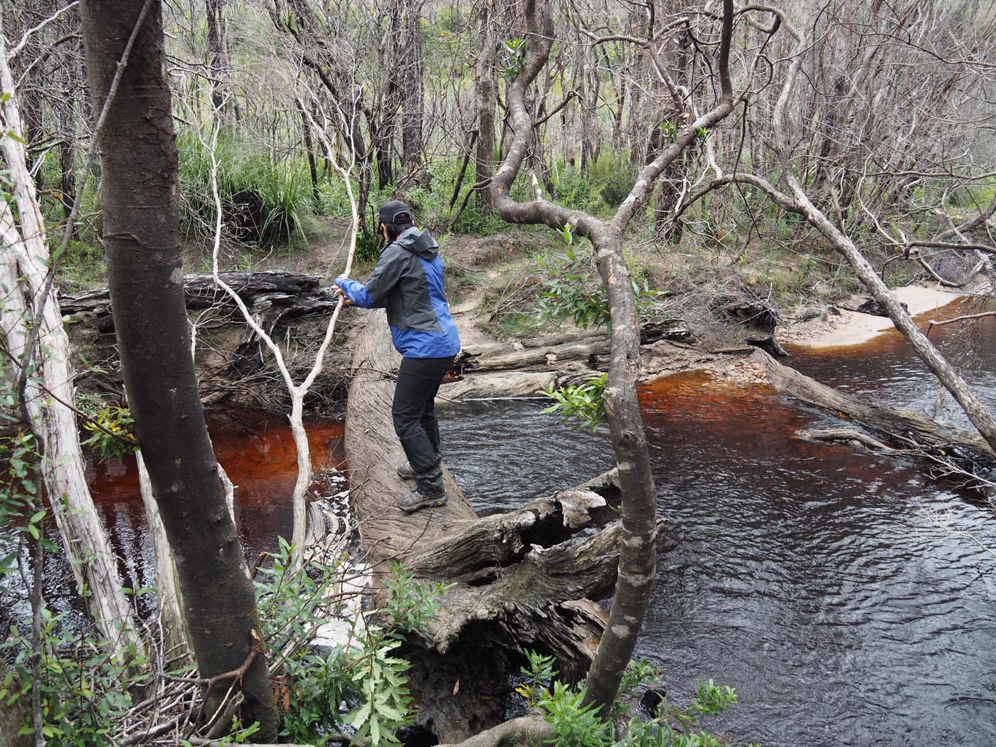Sentinels summit track tasmania (8)