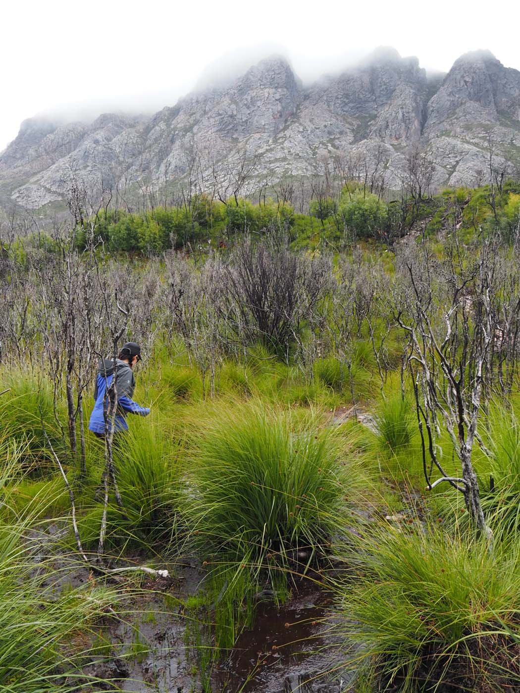 Sentinels summit track tasmania (9)