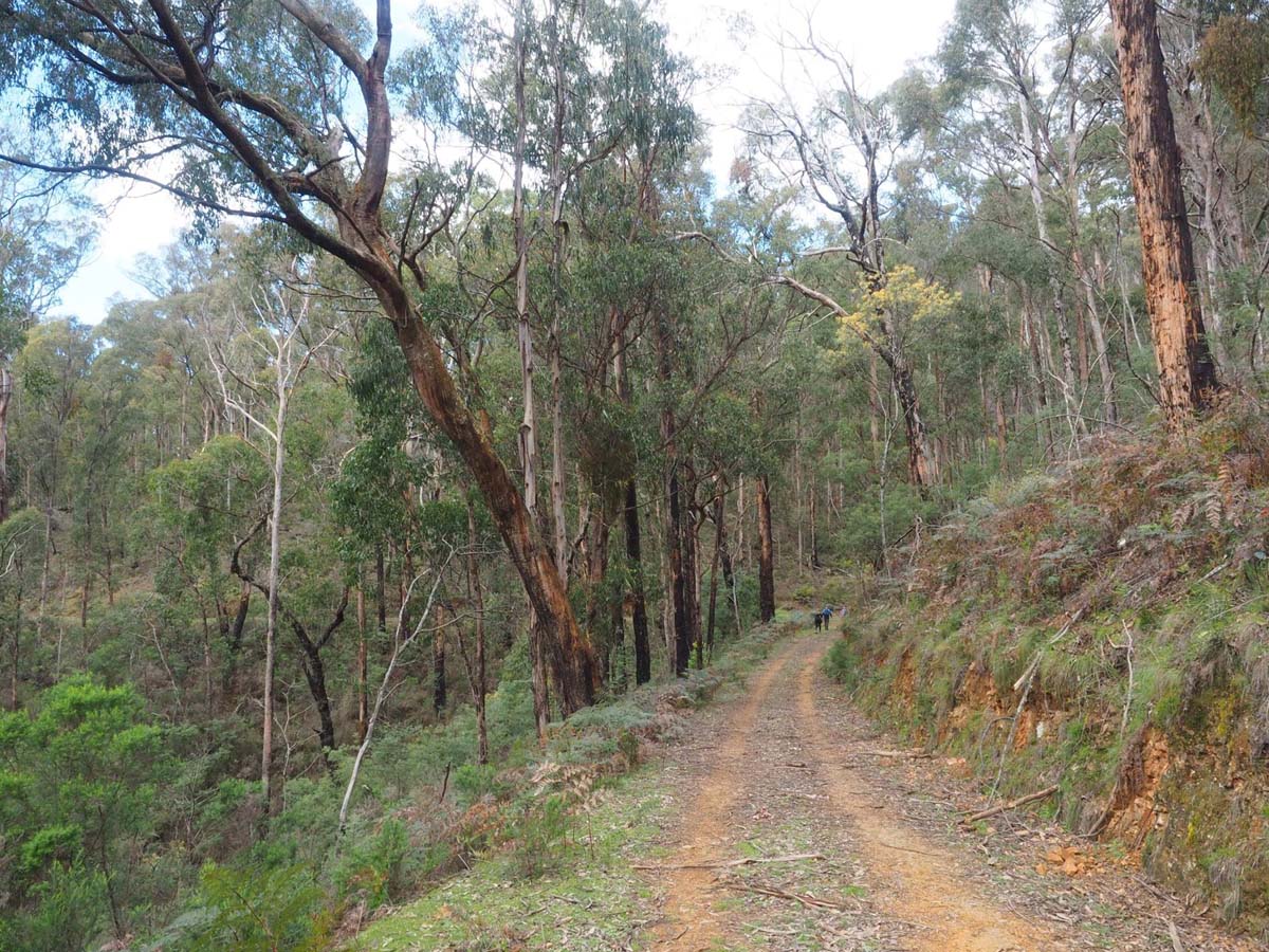 Silver creek circuit kinglake hike 10