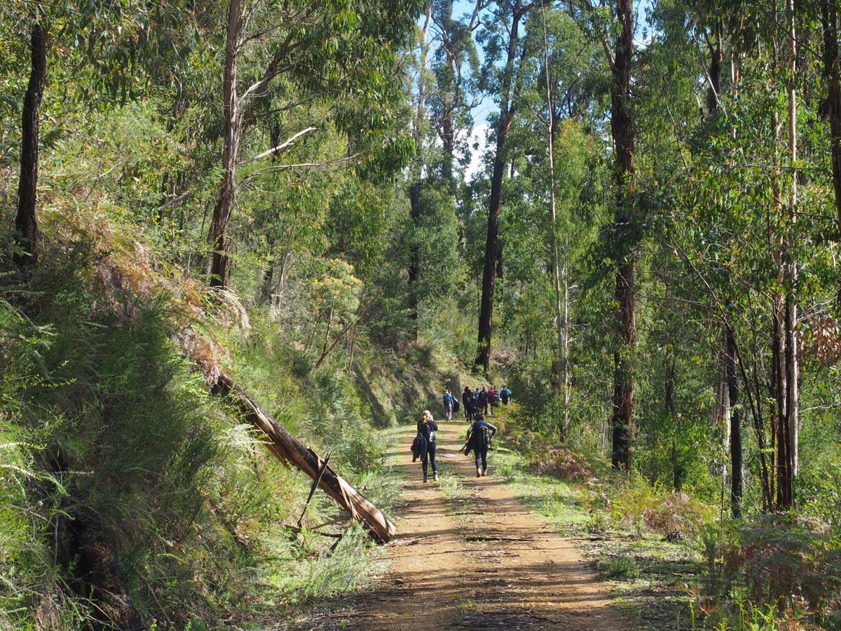 Silver creek circuit kinglake hike 13