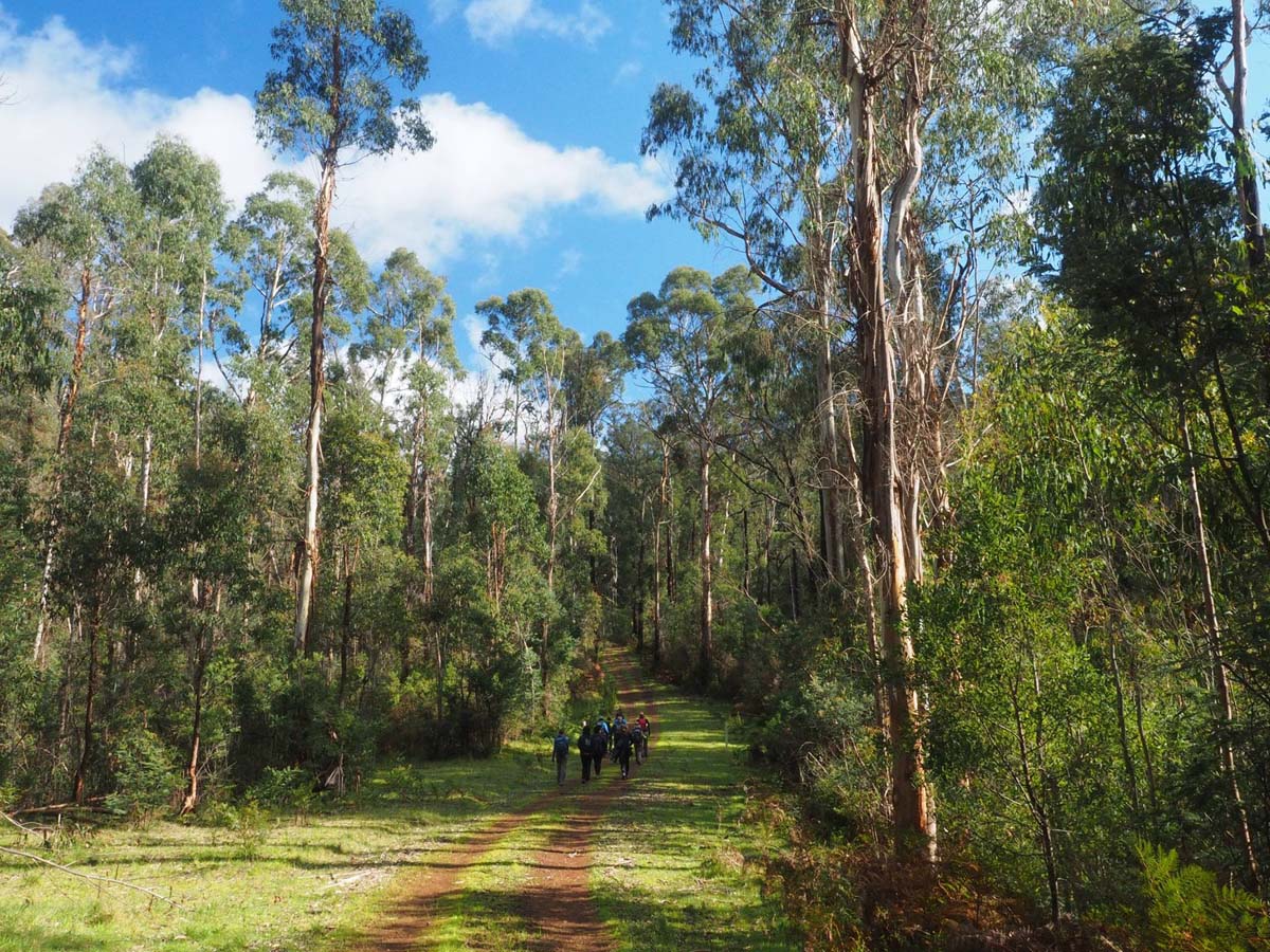 Silver creek circuit kinglake hike 14