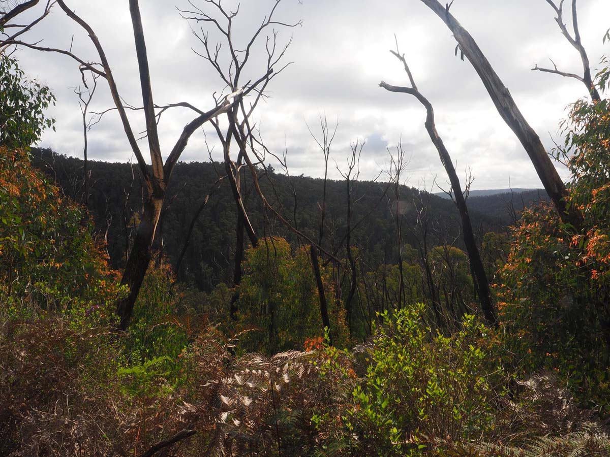 Silver creek circuit kinglake hike 2