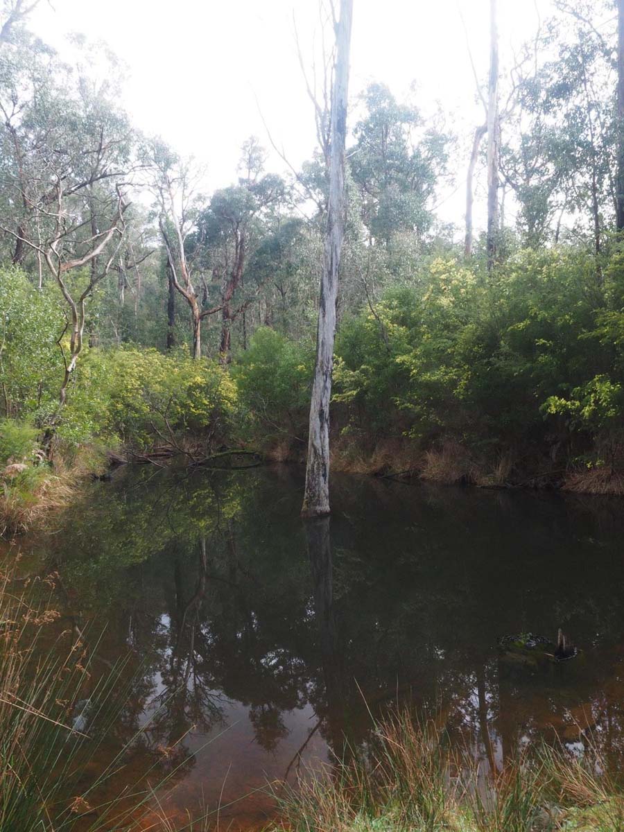 Silver creek circuit kinglake hike 3