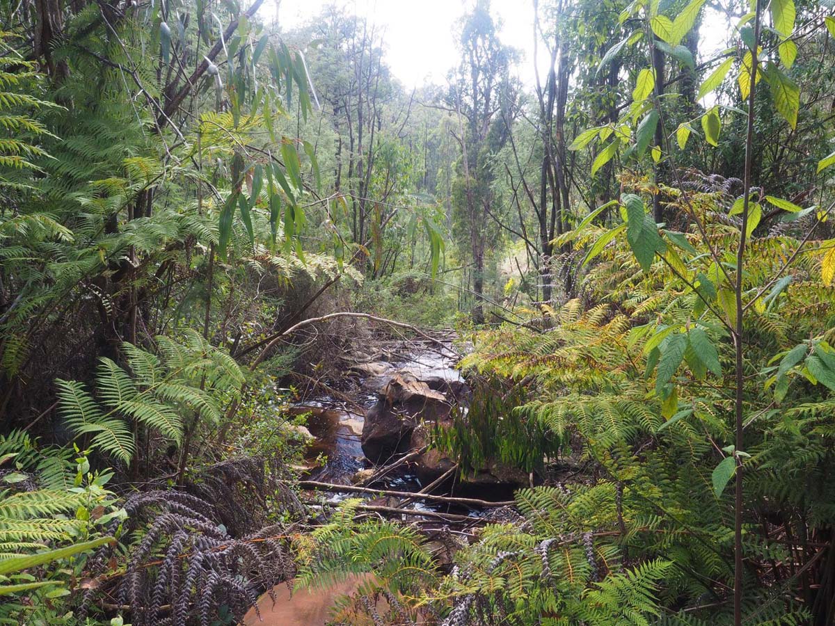 Silver creek circuit kinglake hike 4