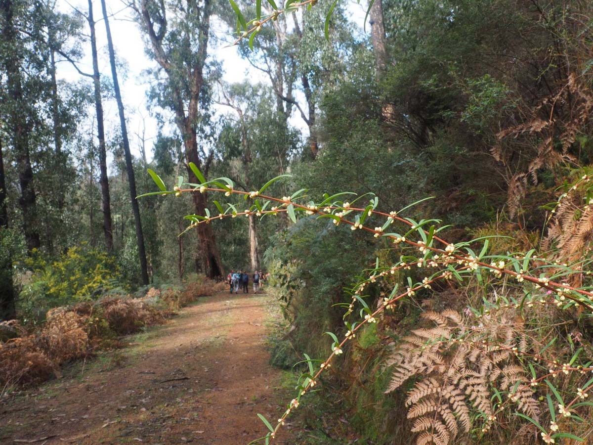 Silver creek circuit kinglake hike 5