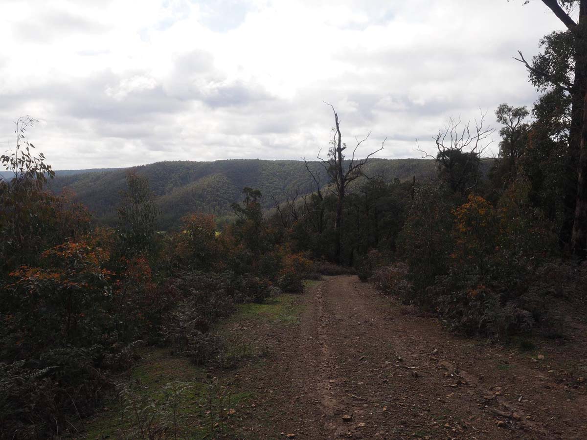 Silver creek circuit kinglake hike 7