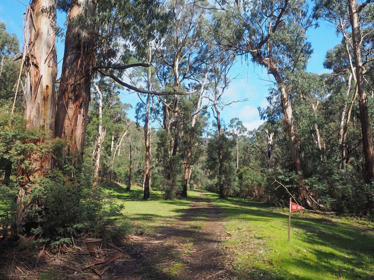 Silver creek circuit kinglake hike 8