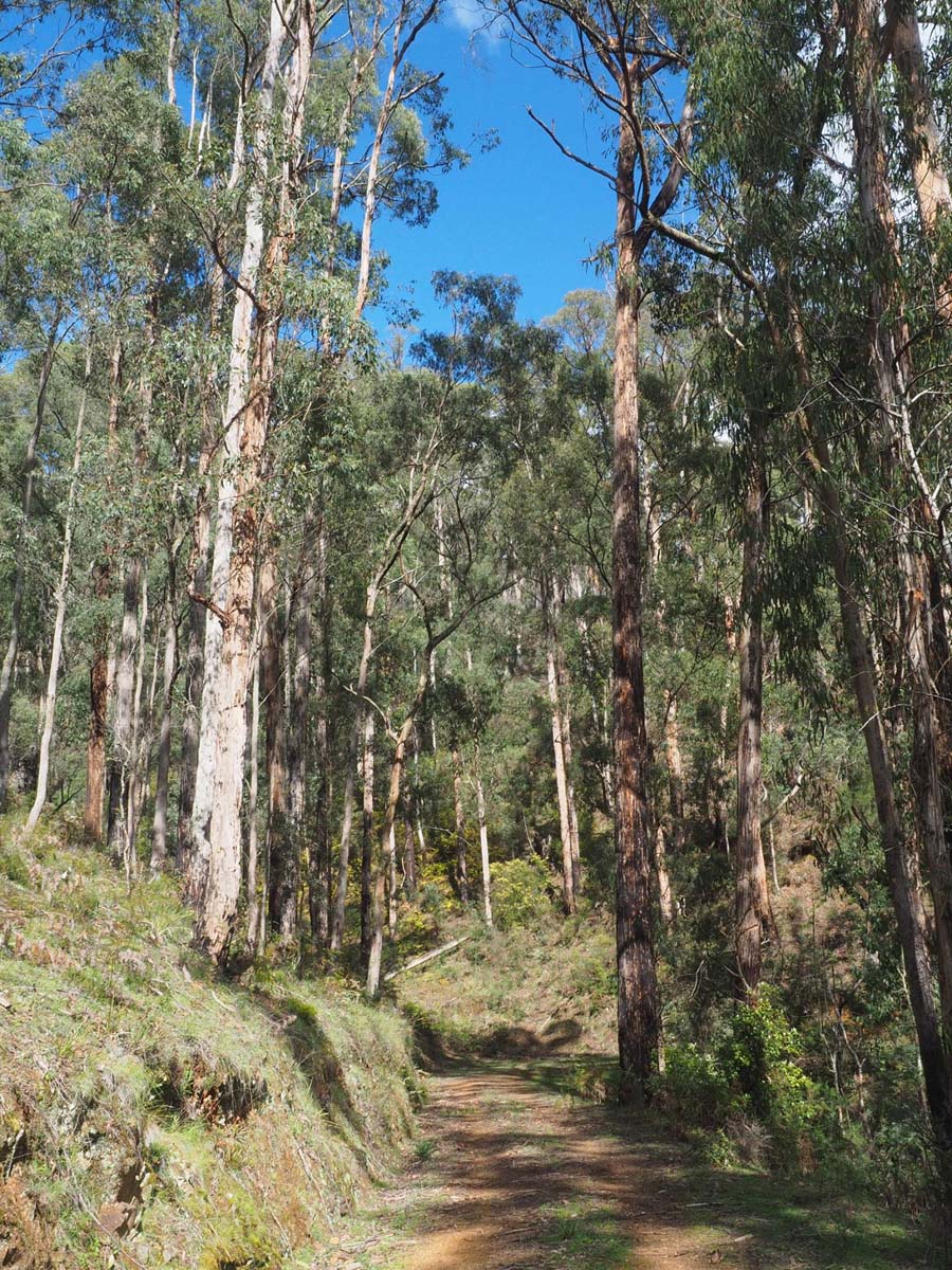 Silver creek circuit kinglake hike 9
