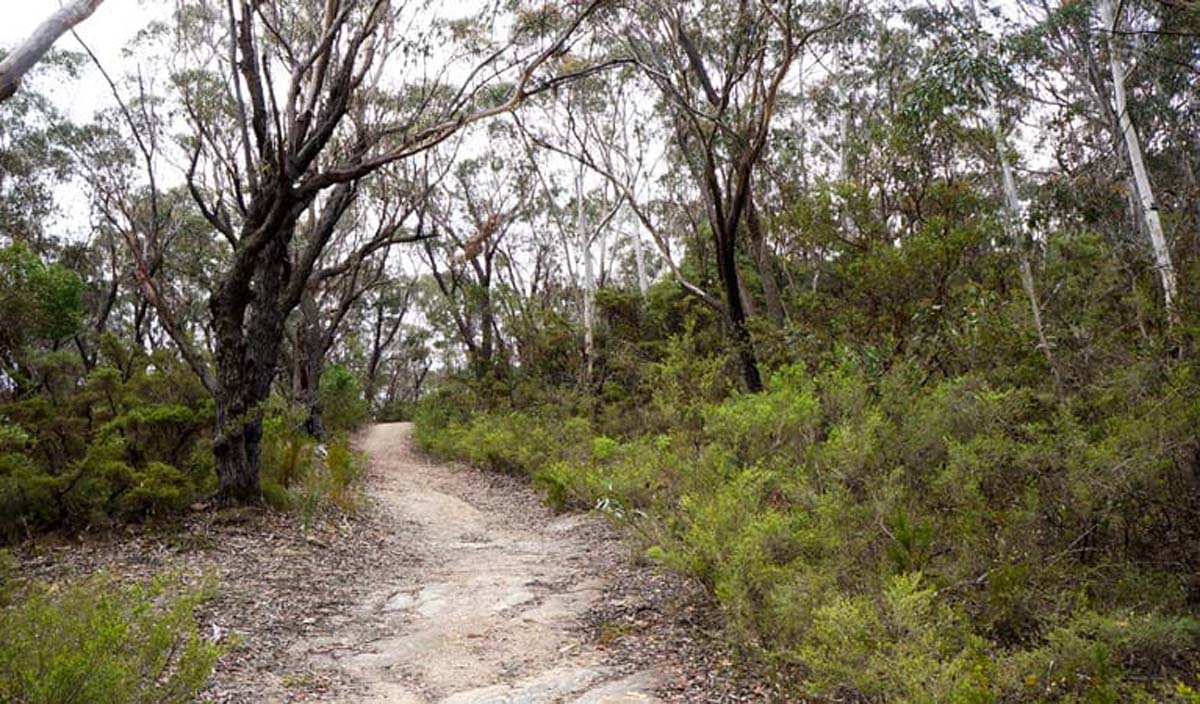 Six foot track walk 3