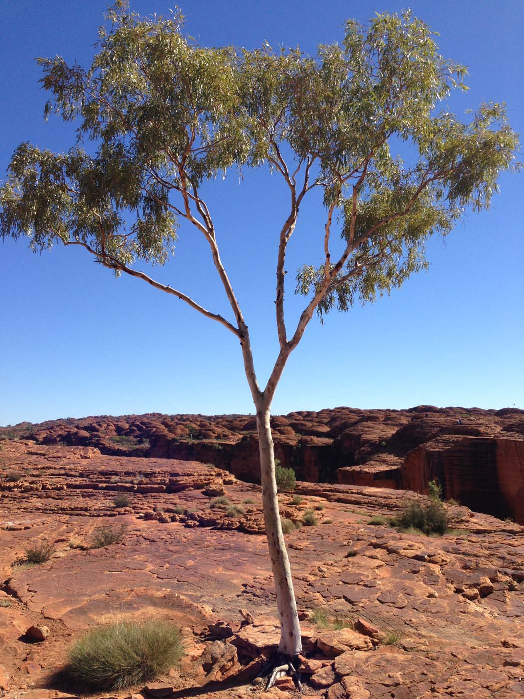 South wall return walk watarrka (13)