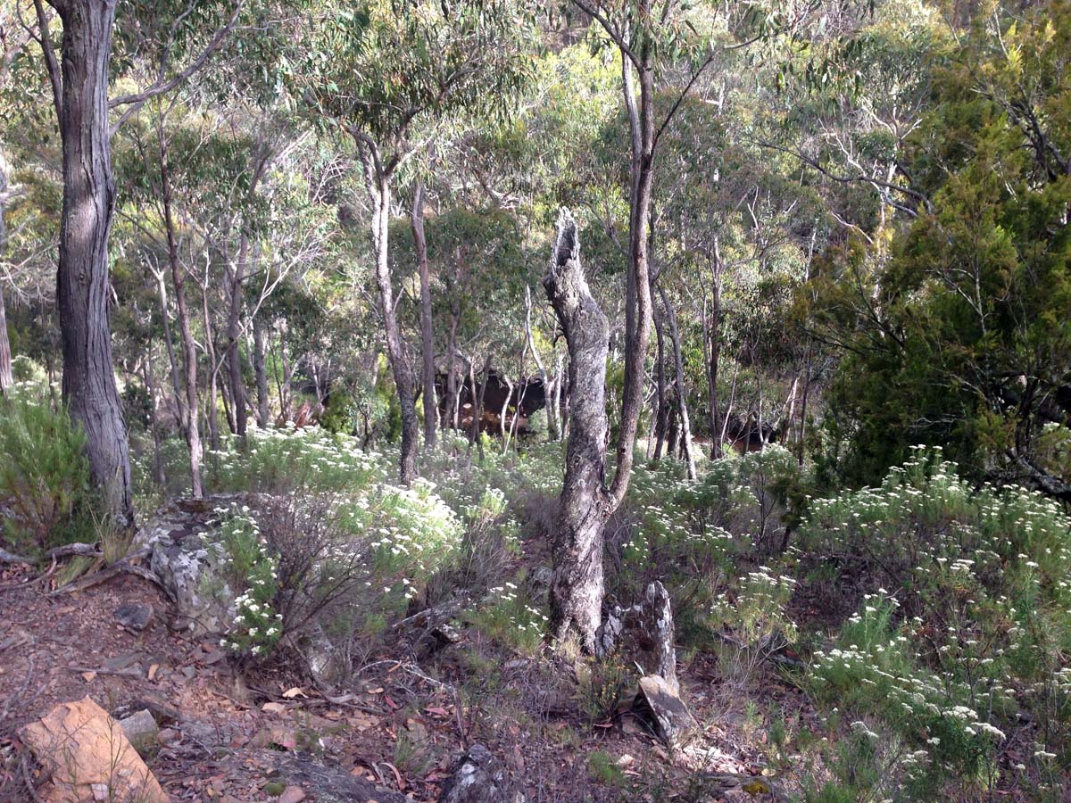 Spanish onion & lerderderg tracks hike 21