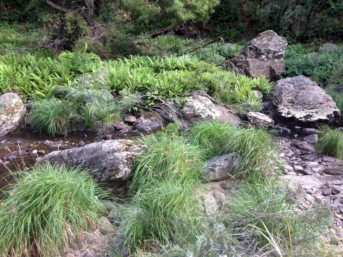 Spanish onion & lerderderg tracks hike 34