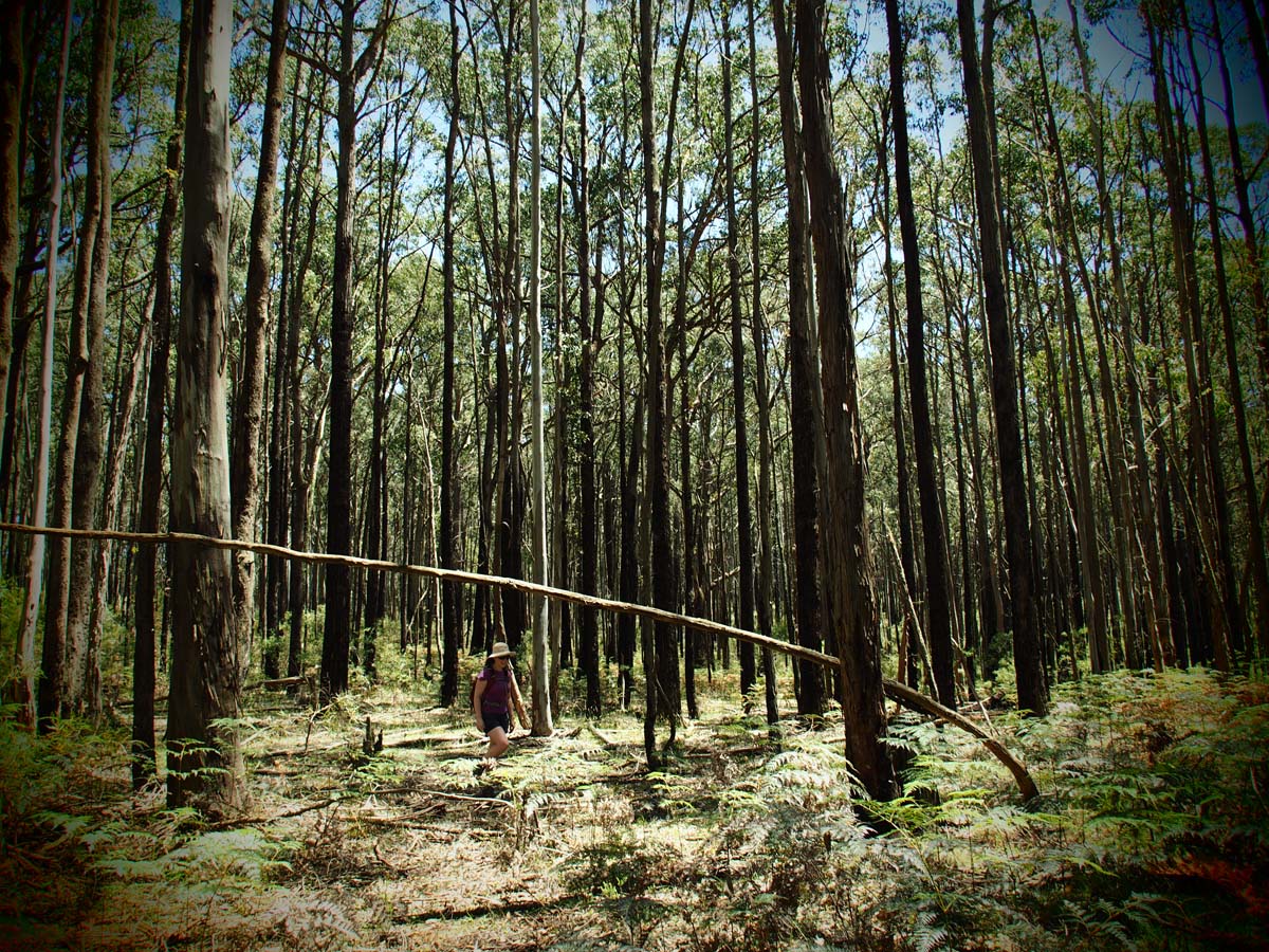 Spargo werribee river circuit hike 10