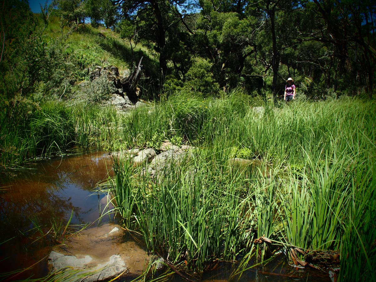 Spargo werribee river circuit hike 15