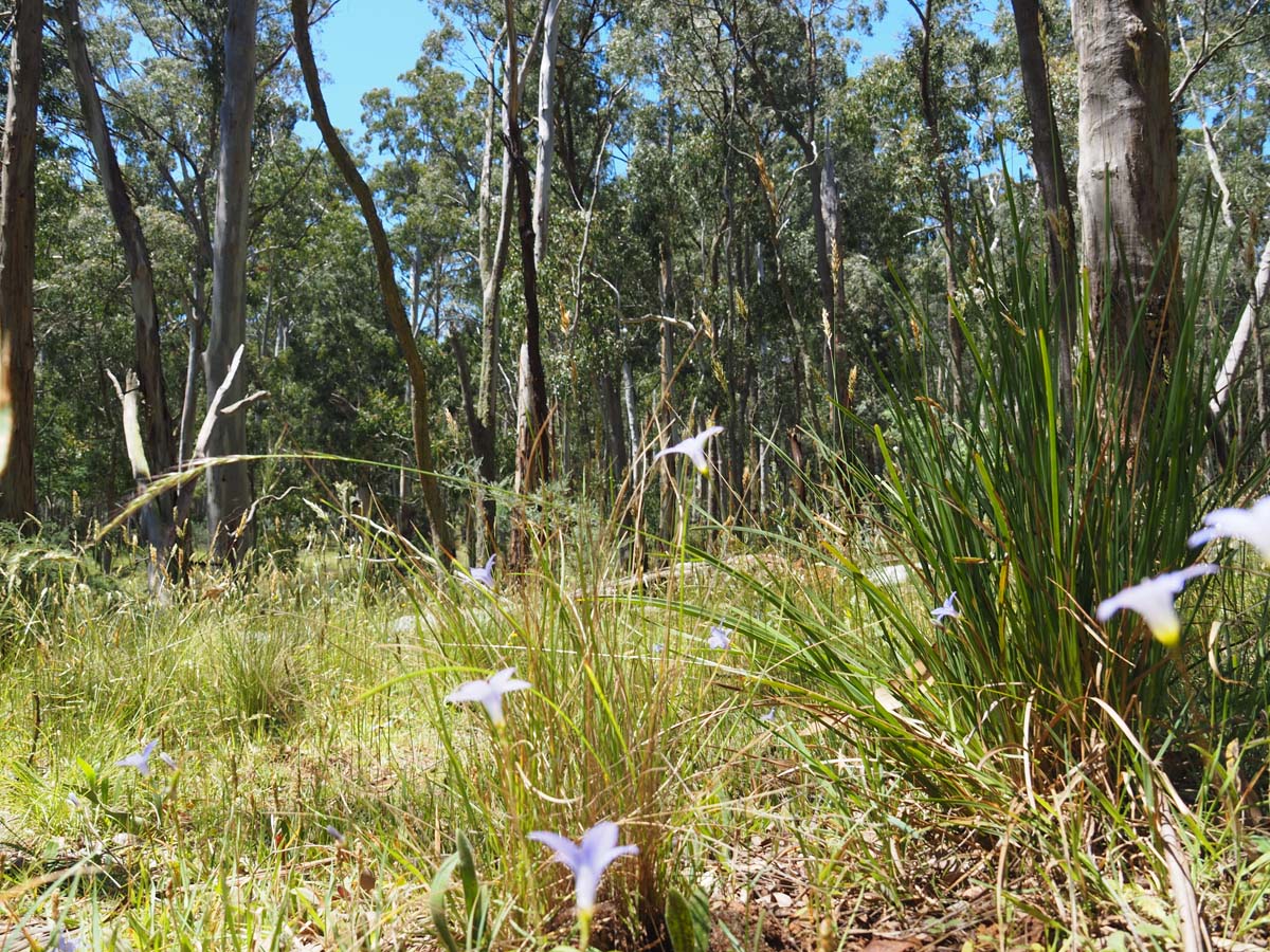 Spargo werribee river circuit hike 29