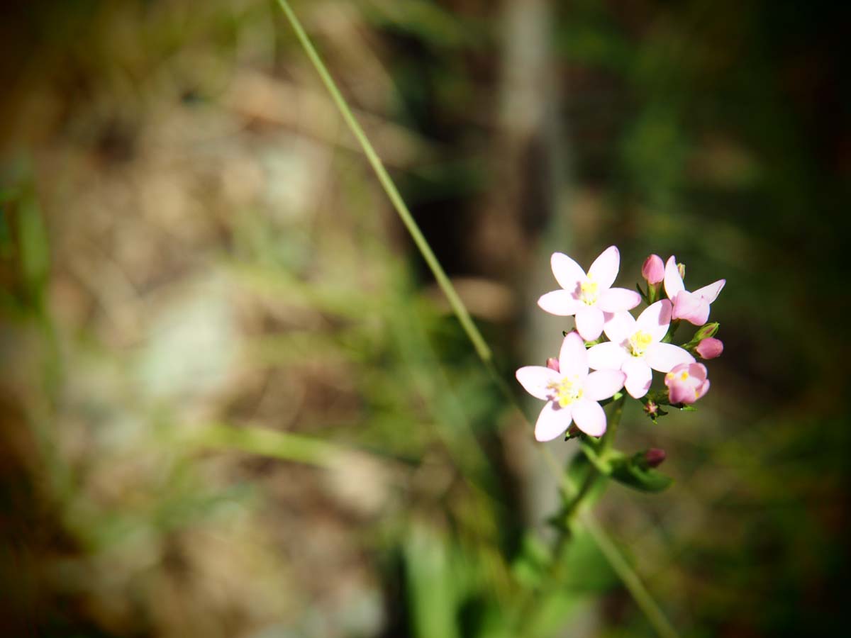 Spargo werribee river circuit hike 31