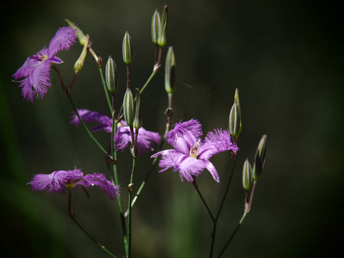 Spargo werribee river circuit hike 43