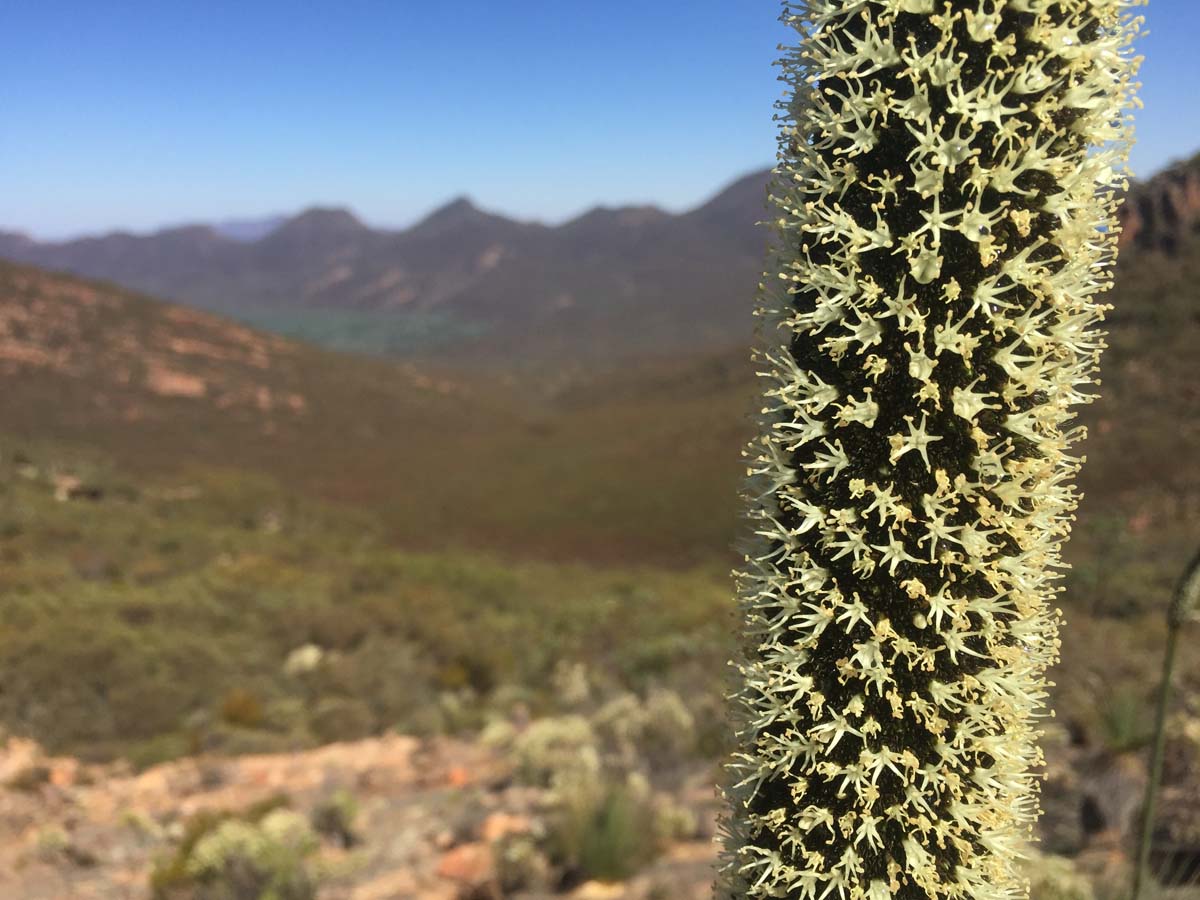 St mary peak circuit hike wilpena pound 17