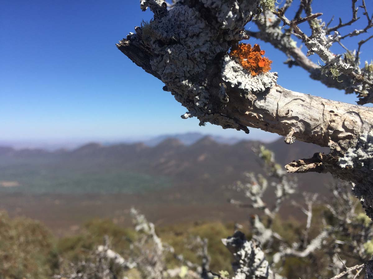St mary peak circuit hike wilpena pound 32