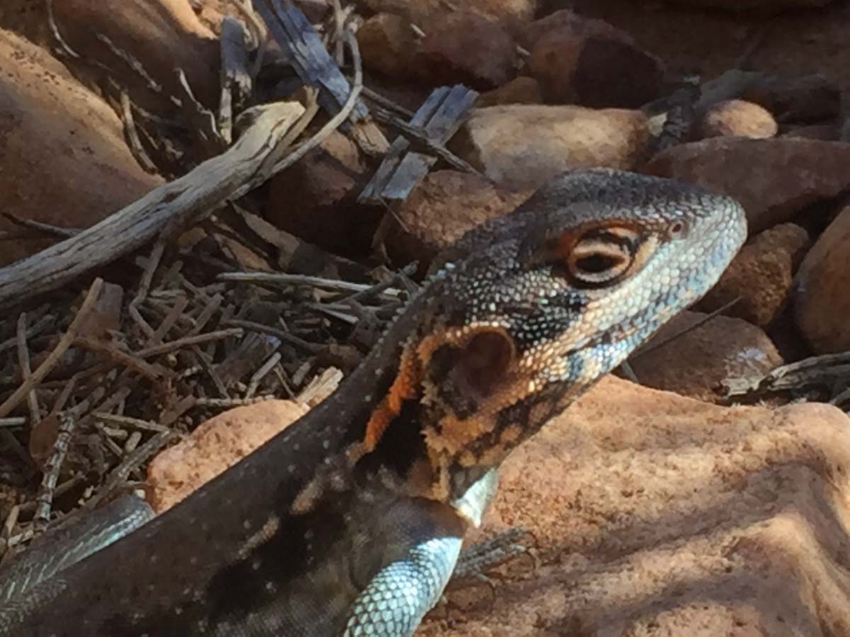 St mary peak circuit hike wilpena pound 37