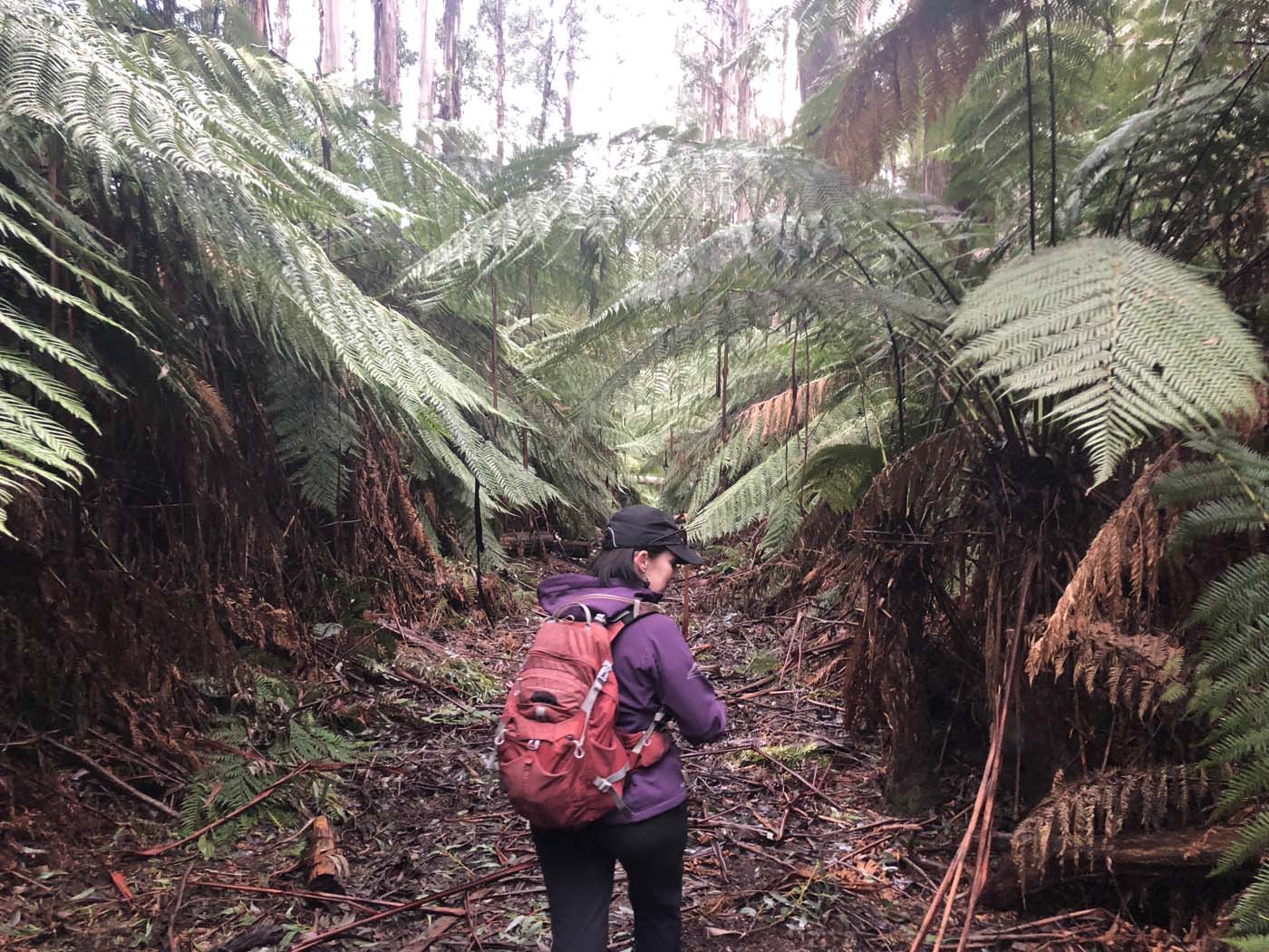 Starling gap ada tree (11)