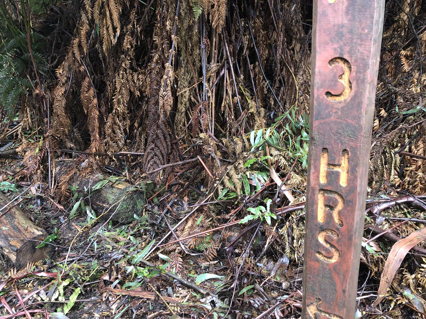 Starling gap ada tree (12)