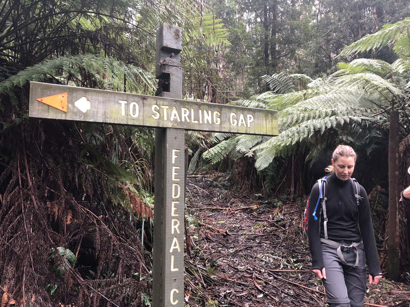 Starling gap ada tree (13)